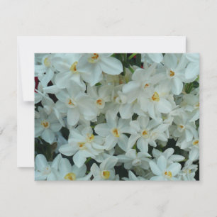 Paperwhite Narcissus Delicate White Flowers Kaart