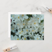 Paperwhite Narcissus Delicate White Flowers Kaart (Voorkant / Achterkant in situ)