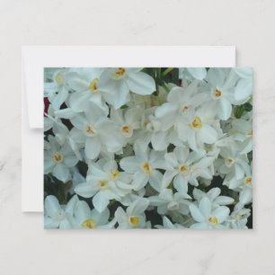 Paperwhite Narcissus Delicate White Flowers Kaart