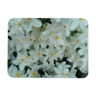 Paperwhite Narcissus Delicate White Flowers Magneet