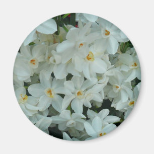 Paperwhite Narcissus Delicate White Flowers Magneet