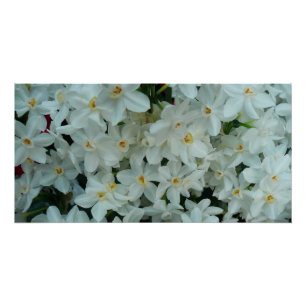 Paperwhite Narcissus Delicate White Flowers Poster
