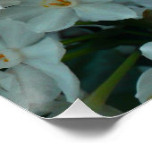 Paperwhite Narcissus Delicate White Flowers Poster (Hoek)