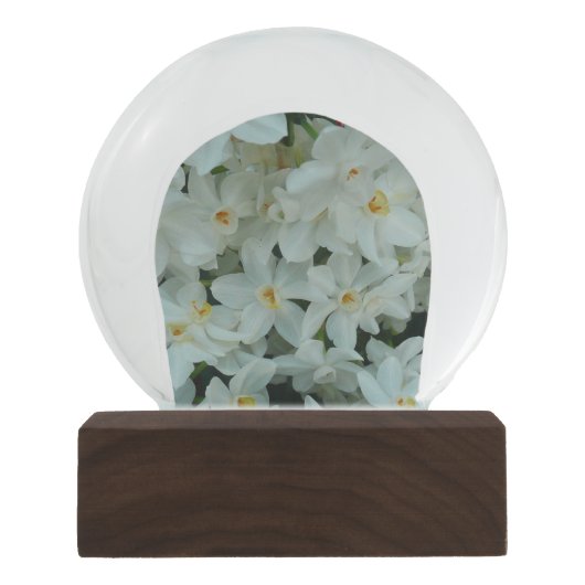 Paperwhite Narcissus Delicate White Flowers Sneeuwbol (Voorkant)