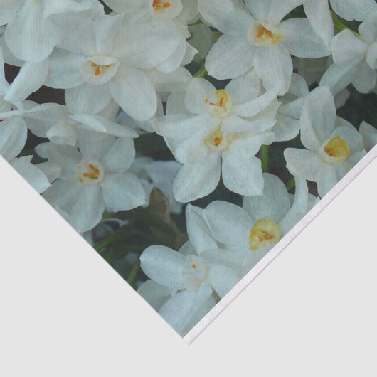 Paperwhite Narcissus Delicate White Flowers Tissuepapier (Detail)