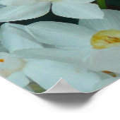 Paperwhite Narcissus Print (Hoek)