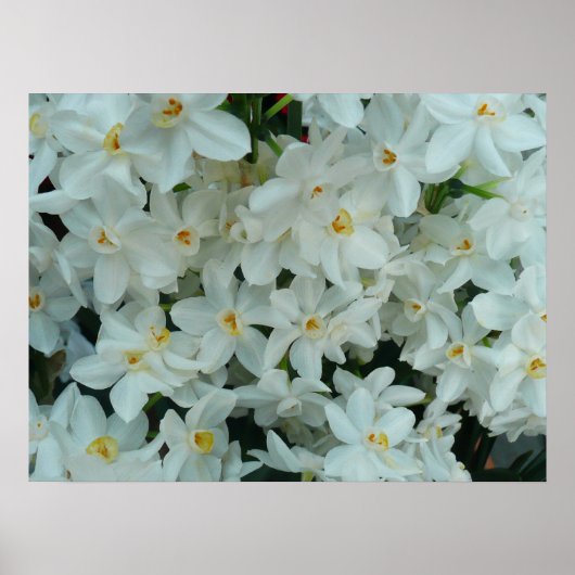 Paperwhite Narcissus Print (Voorkant)