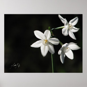 Paperwhites in het zwart poster