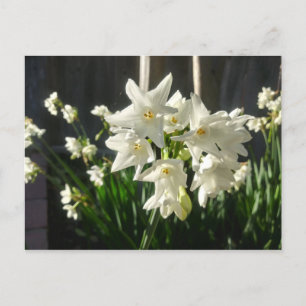 Paperwhites Narcissus Briefkaart