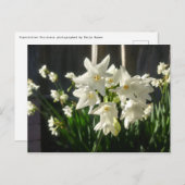 Paperwhites Narcissus Briefkaart (Voorkant / Achterkant)