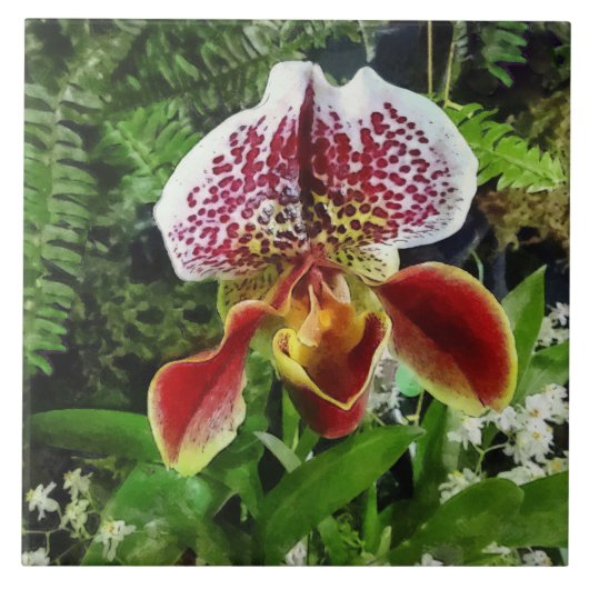 Paph Fiordland Sunset Orchidee Tegeltje (Voorkant)