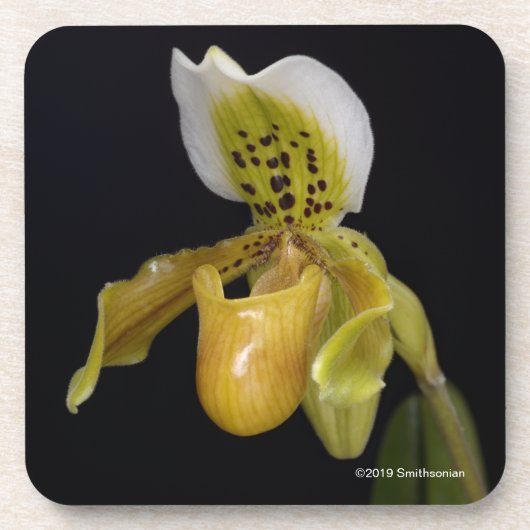 Paphiopedilum Exul Bier Onderzetter (Voorkant)