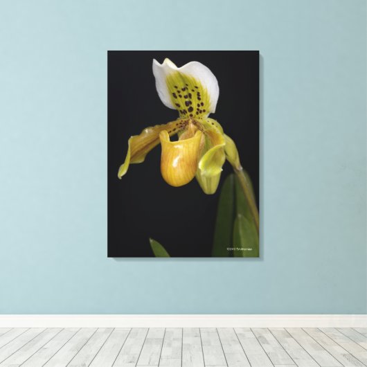 Paphiopedilum Exul Canvas Afdruk (Insitu (Houten vloer))