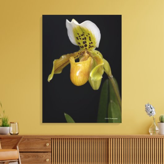 Paphiopedilum Exul Canvas Afdruk (Insitu (Woonkamer))