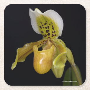 Paphiopedilum Exul Kartonnen Onderzetters