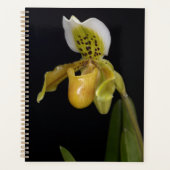 Paphiopedilum Exul Planner (Voorkant)