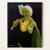 Paphiopedilum Exul Planner (Achterkant)