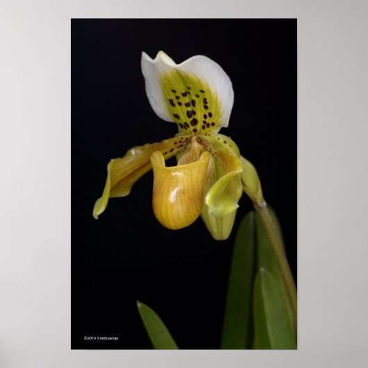 Paphiopedilum Exul Poster (Voorkant)