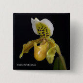 Paphiopedilum Exul Vierkante Button 5,1 Cm (Voorkant)