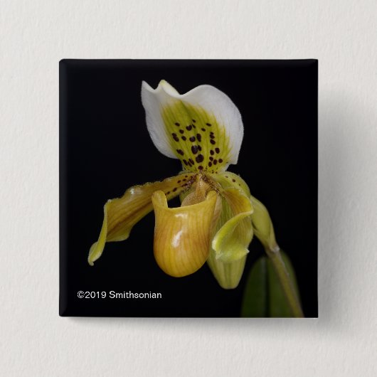 Paphiopedilum Exul Vierkante Button 5,1 Cm (Voorkant)