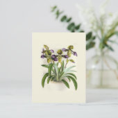 Paphiopedilum hirutissimum, van W H Fitch Briefkaart (Staand voorkant)