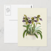 Paphiopedilum hirutissimum, van W H Fitch Briefkaart (Voorkant / Achterkant)