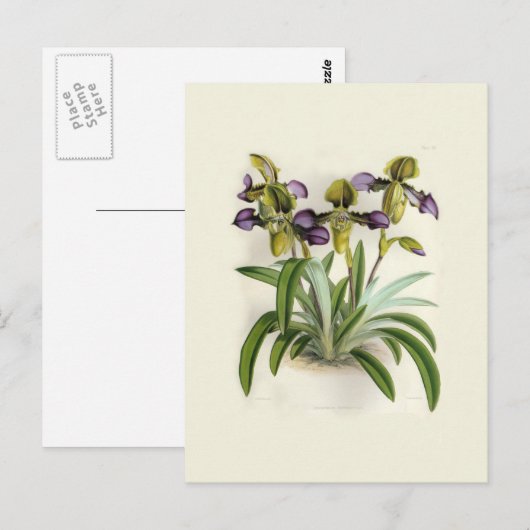 Paphiopedilum hirutissimum, van W H Fitch Briefkaart (Voorkant / Achterkant)