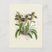 Paphiopedilum hirutissimum, van W H Fitch Briefkaart (Voorkant)
