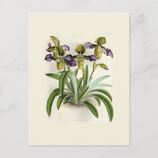 Paphiopedilum hirutissimum, van W H Fitch Briefkaart (Voorkant)