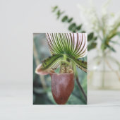 Paphiopedilum lady slipper orchid flower briefkaart (Staand voorkant)