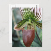 Paphiopedilum lady slipper orchid flower briefkaart (Voorkant / Achterkant)