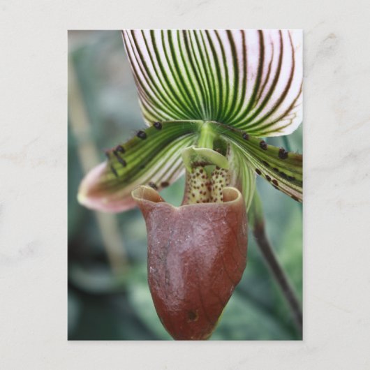 Paphiopedilum lady slipper orchid flower briefkaart (Voorkant)