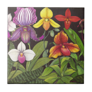 Paphiopedilum Lady Slipper Orchids Tile Tegeltje