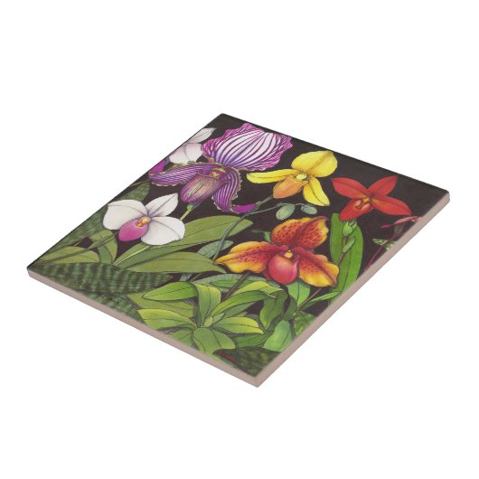 Paphiopedilum Lady Slipper Orchids Tile Tegeltje (Zijkant)