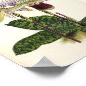 Paphiopedilum lawrenceanum poster (Hoek)