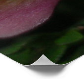 Paphiopedilum Orchid Poster (Hoek)