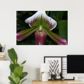 Paphiopedilum Orchid Poster (Thuiskantoor)