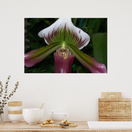 Paphiopedilum Orchid Poster (Keuken)