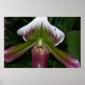 Paphiopedilum Orchid Poster (Voorkant)