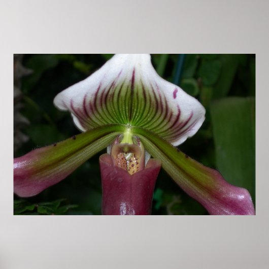 Paphiopedilum Orchid Poster (Voorkant)