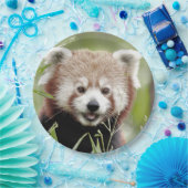Papier bord foto rode panda. Panda roux. Dieren. (Feest)
