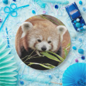 Papier bord foto rode panda. Panda roux. Dieren. (Feest)