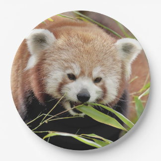 Papier bord foto rode panda. Panda roux. Dieren.