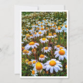 Papier Daisies Blank Kaart (Voorkant)