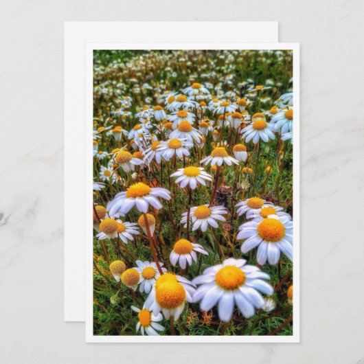 Papier Daisies Blank Kaart (Voorkant / Achterkant)