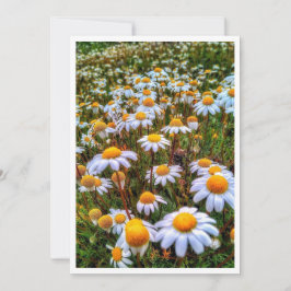 Papier Daisies Blank Kaart