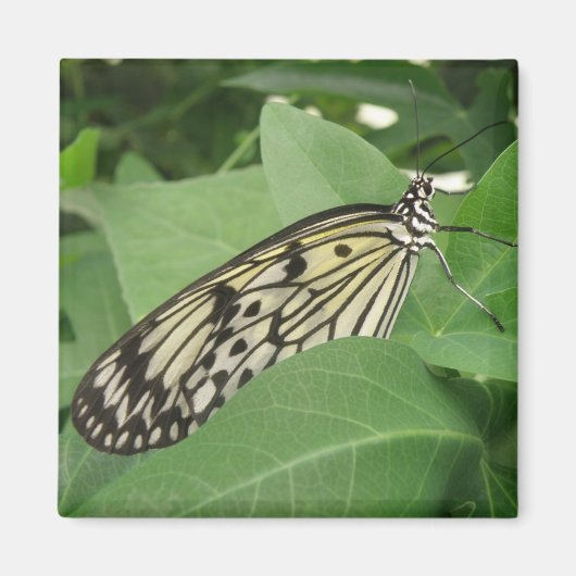 Papier Kite Vlinder Macro Magneet (Voorkant)