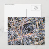 Papier onder de microscoop briefkaart (Voorkant / Achterkant)