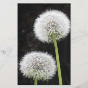 Papier - paardebloemen