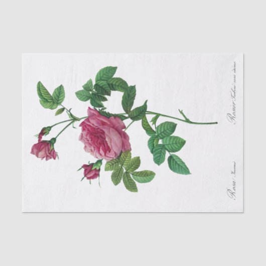 Papier van Rosa Inermis Redoute (Voorkant)